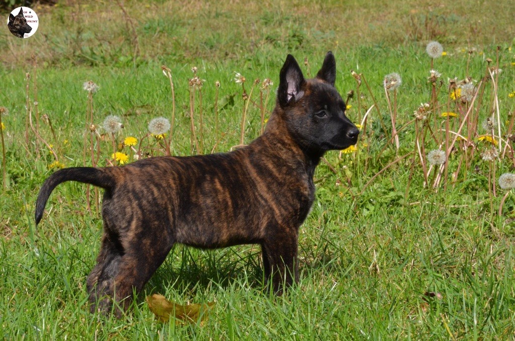 Chiot Berger hollandais of Wild Print